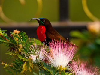 Uganda Eco Tours - Bird watching in Uganda